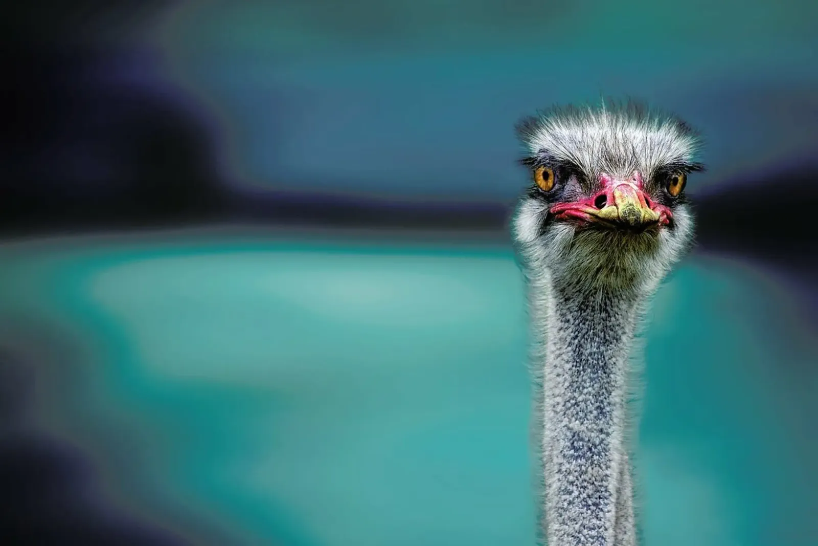 Ostrich Protecting Two Poor Chicken from the Wind - Piet Flour pannello forex da Pictufy