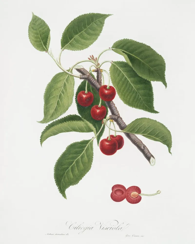 Sour cherry botanical illustration print poster by Pretty Flowers Vintage Botanicals