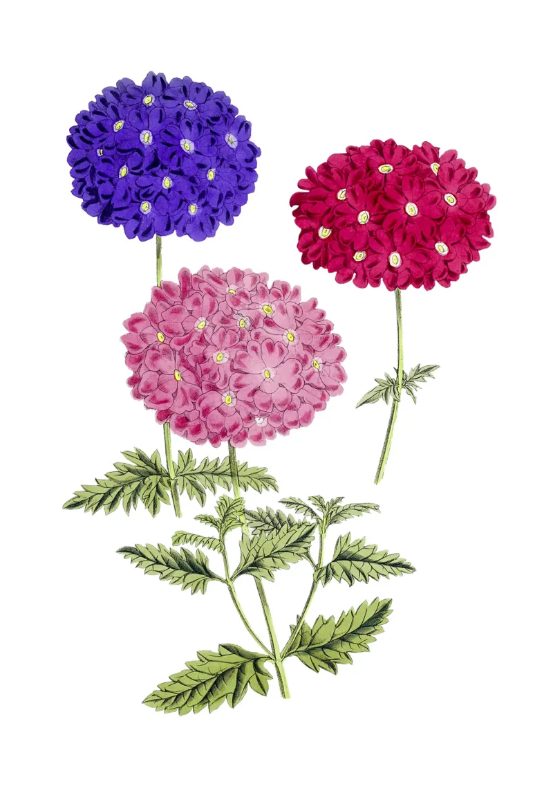 illustrazione di ortensie in fiore poster con telaio in alluminio da Pretty Flowers Vintage Botanicals