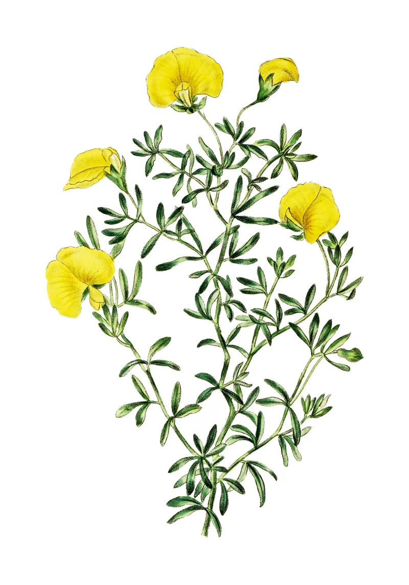 illustrazione botanica d'epoca fiore di gompholobium tela con Cornice a cassetta da Pretty Flowers Vintage Botanicals