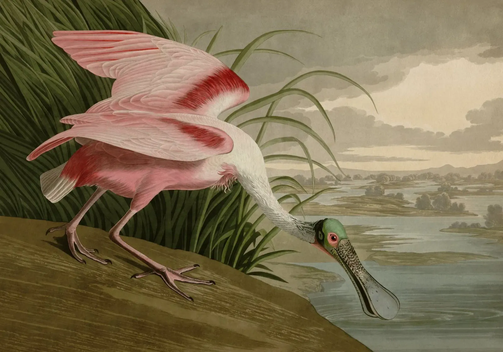 Vintage Audubon 2 Roseate Spoonbill poster con telaio in alluminio da Vintage Print Collection