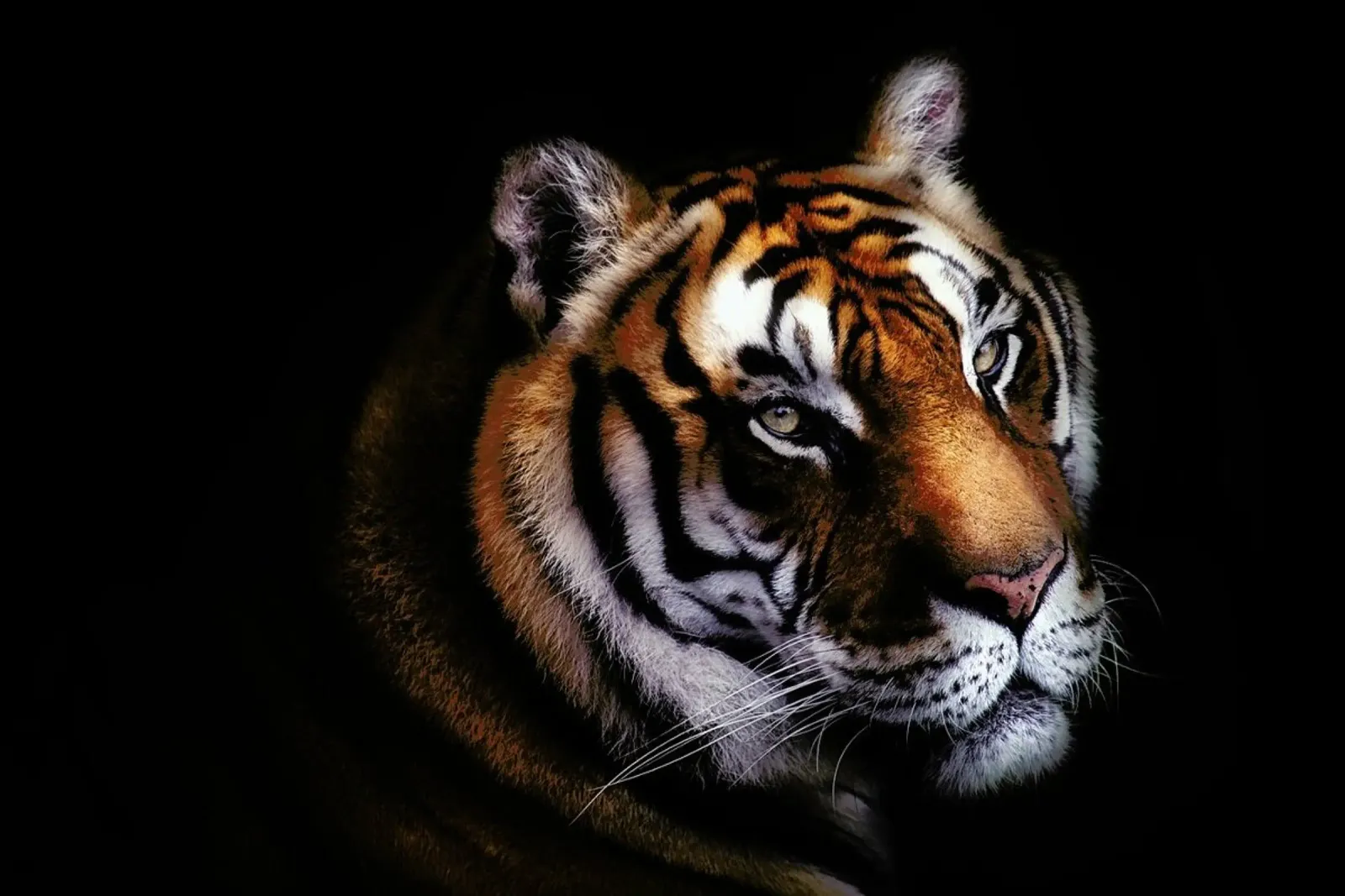 Tiger Santiago - Pascual Buye acrylic glass by Pictufy