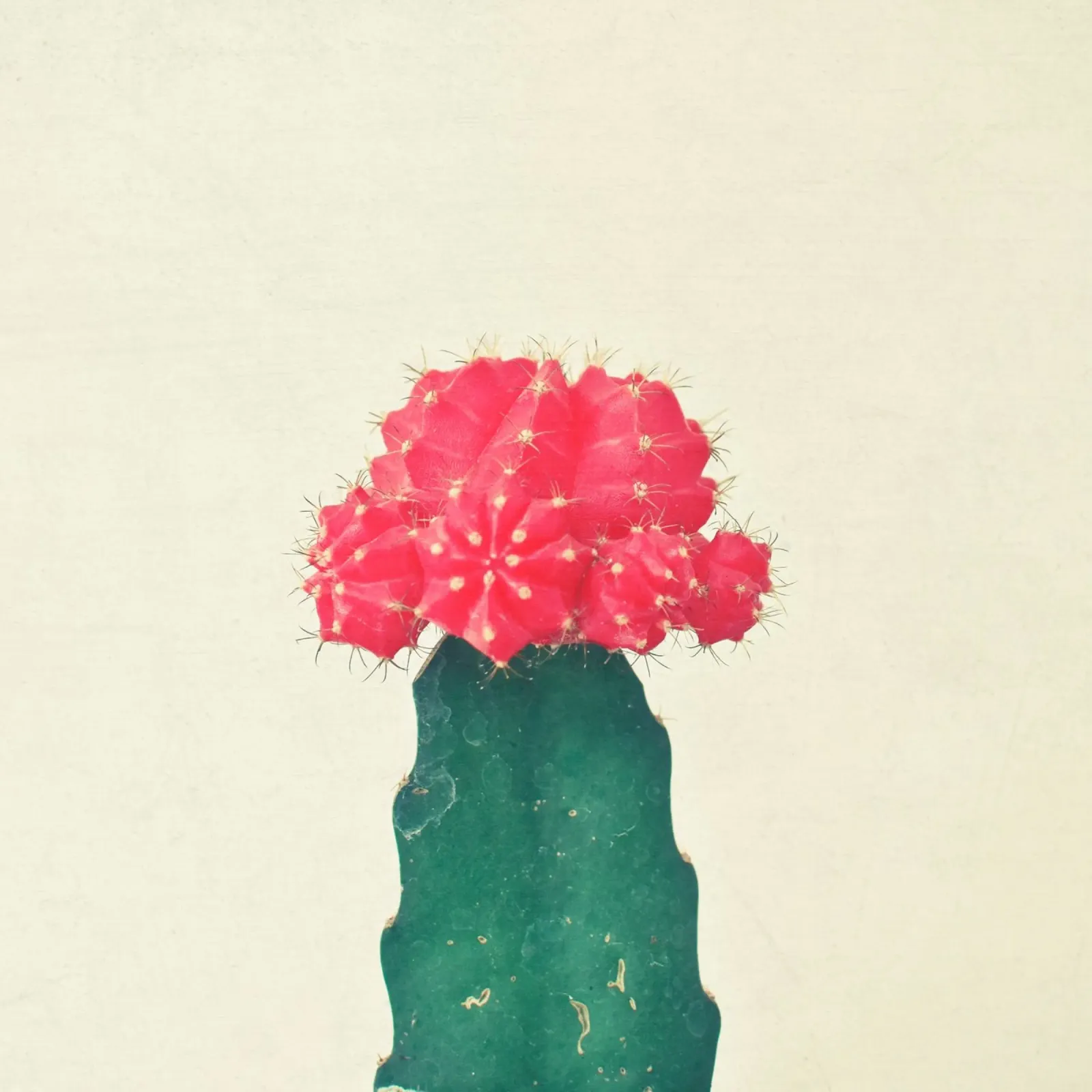 Cactus a quadri rossi pellicola backlit da Cassia Beck Photography