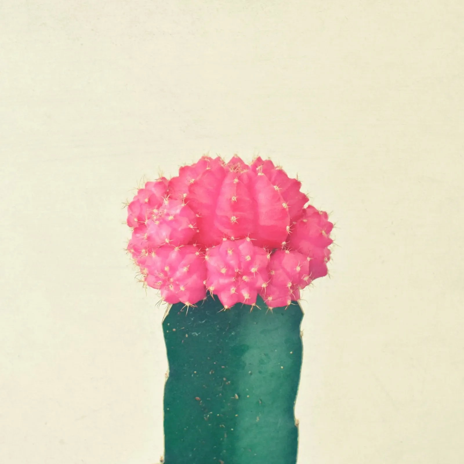Cactus a quadri rosa pellicola backlit da Cassia Beck Photography