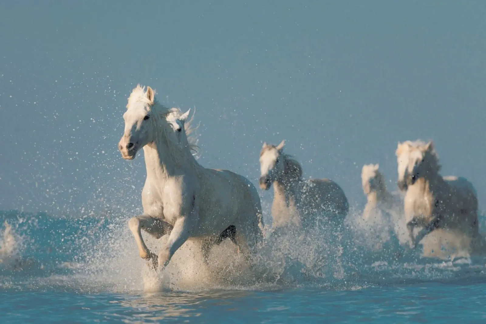 Angels of Camargue - Rostovskiy Anton poster con telaio in plastica da Pictufy
