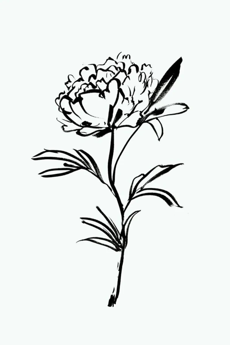 Simple Peony pellicola backlit da Graphite