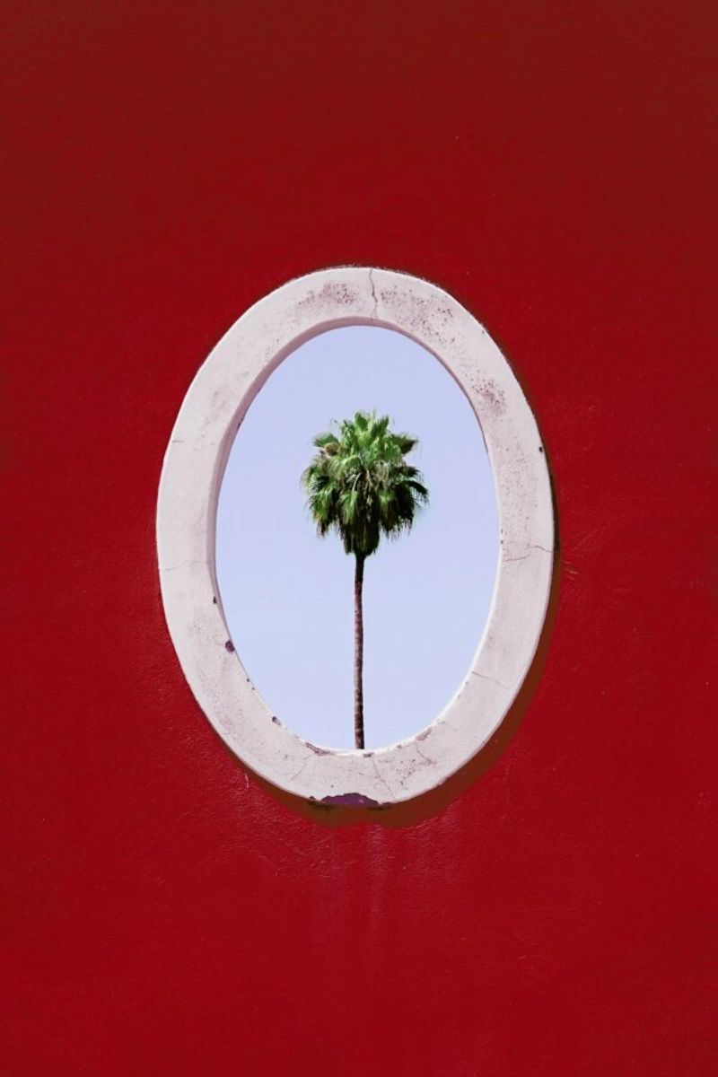 Palm Tree Portrait poster con telaio in alluminio da Rupert Höller