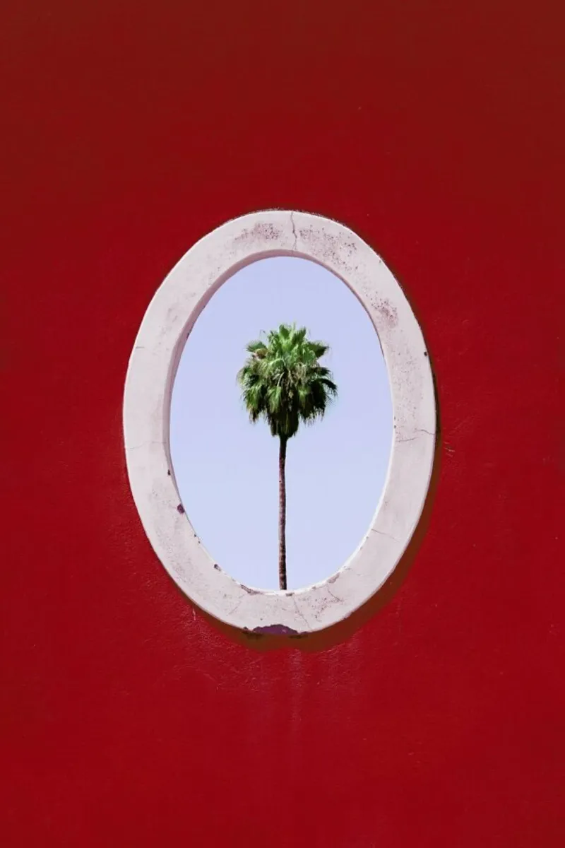 Palm Tree Portrait plexiglass da Rupert Höller