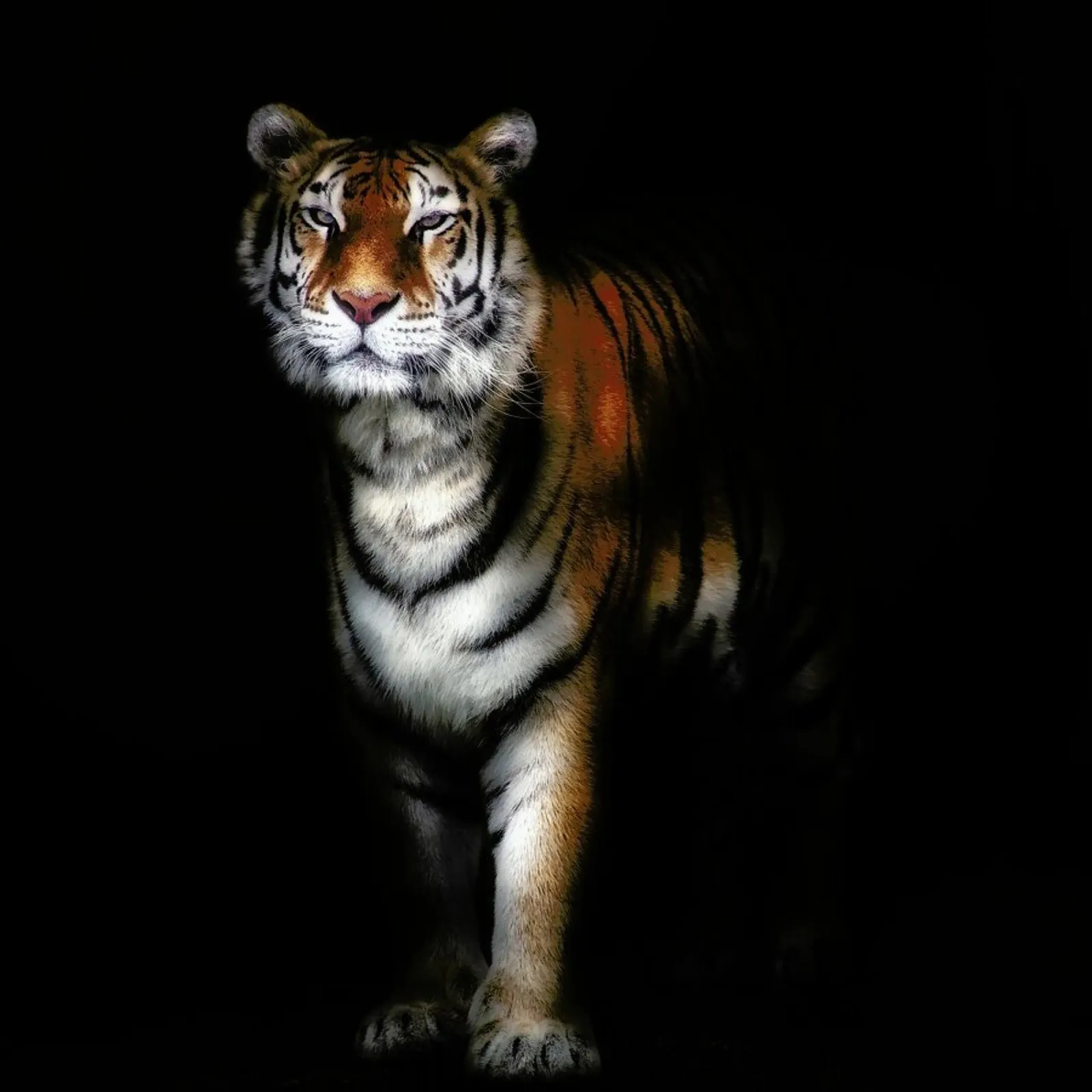 Tiger portrait II - Santiago Pascual Buye carta hahnemühle da Pictufy