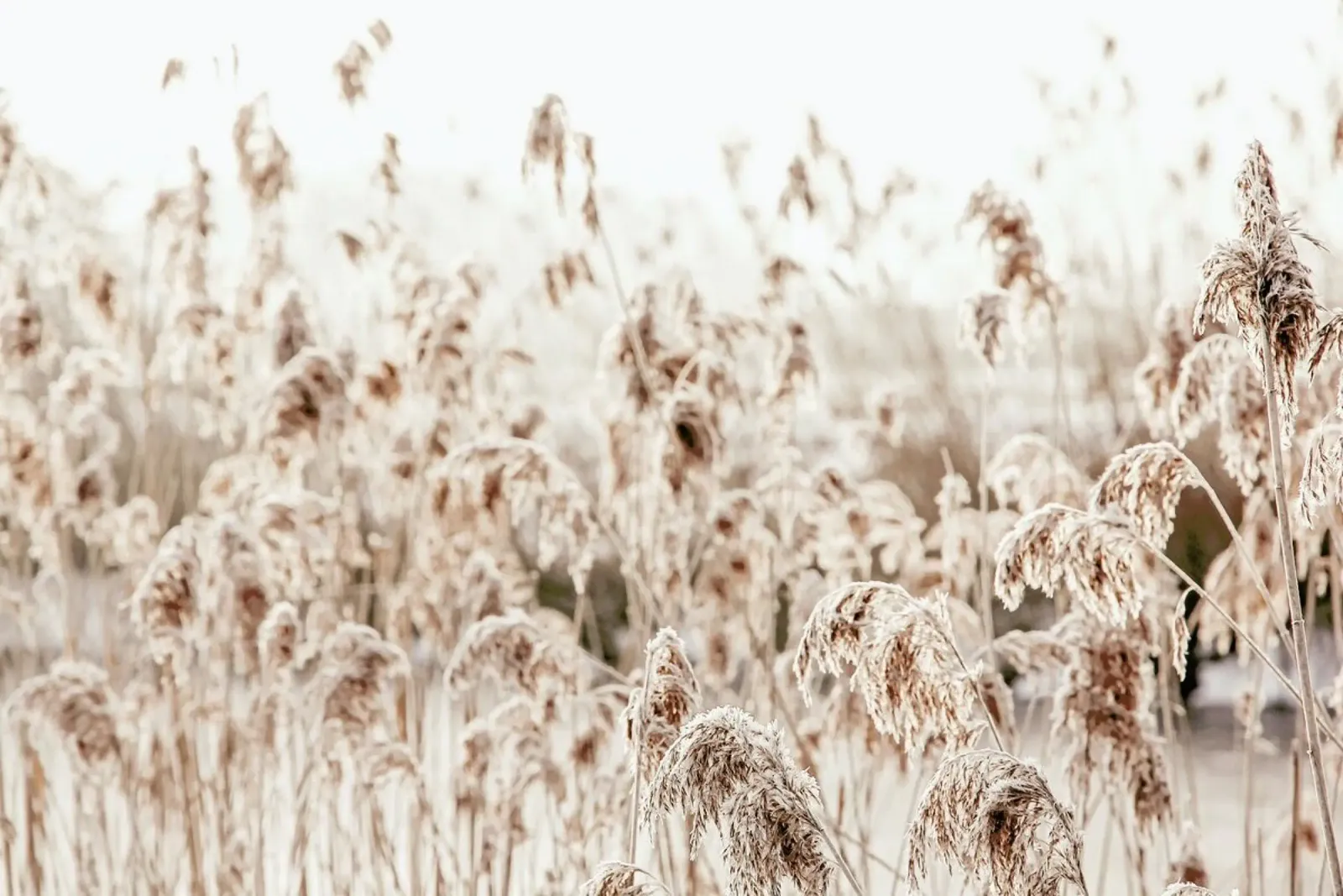 Wild Reeds pellicola backlit da Monika Strigel