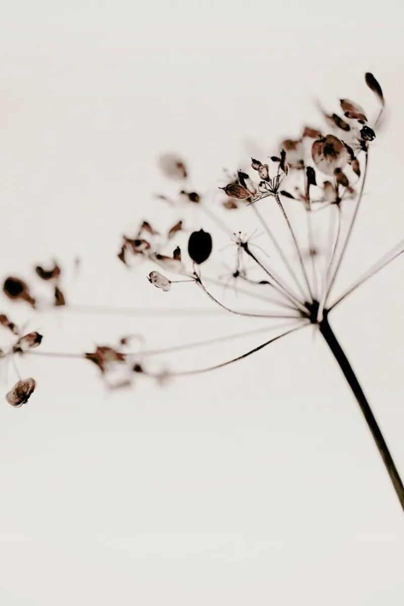 Dried Flowers Anetum 1 pellicola backlit da Monika Strigel