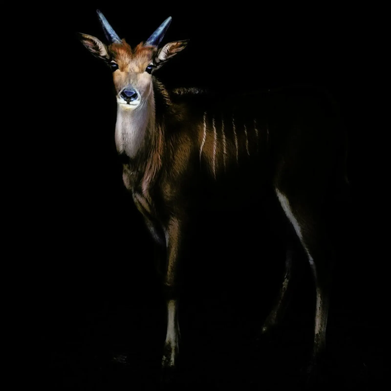 Young Common Eland Portrait - Santiago Pascual Buye poster con telaio in plastica da Pictufy
