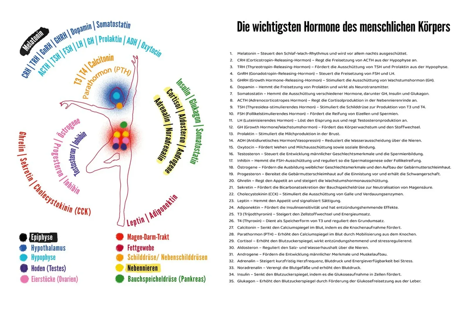 Scheda di apprendimento - Umani e ormoni carta hahnemühle da Face & Content