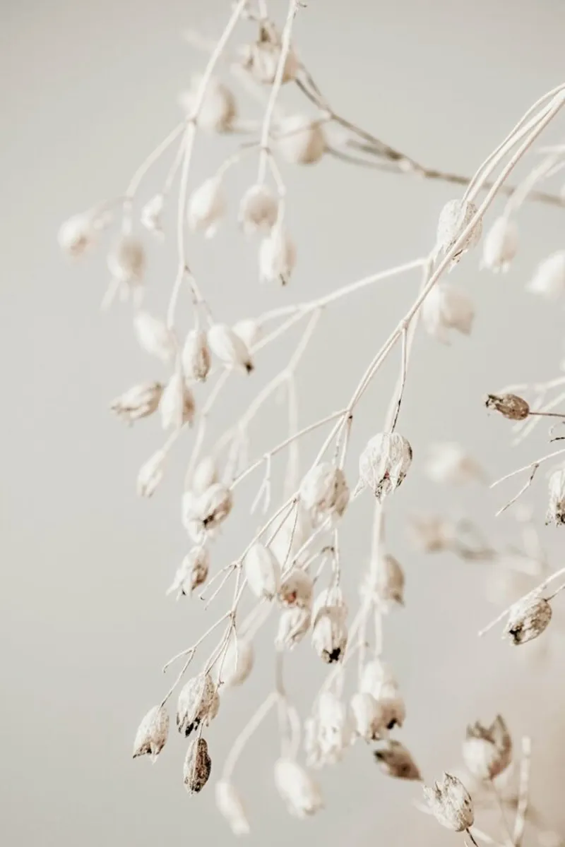 Dried Flowers Madeira Leinwand von Monika Strigel
