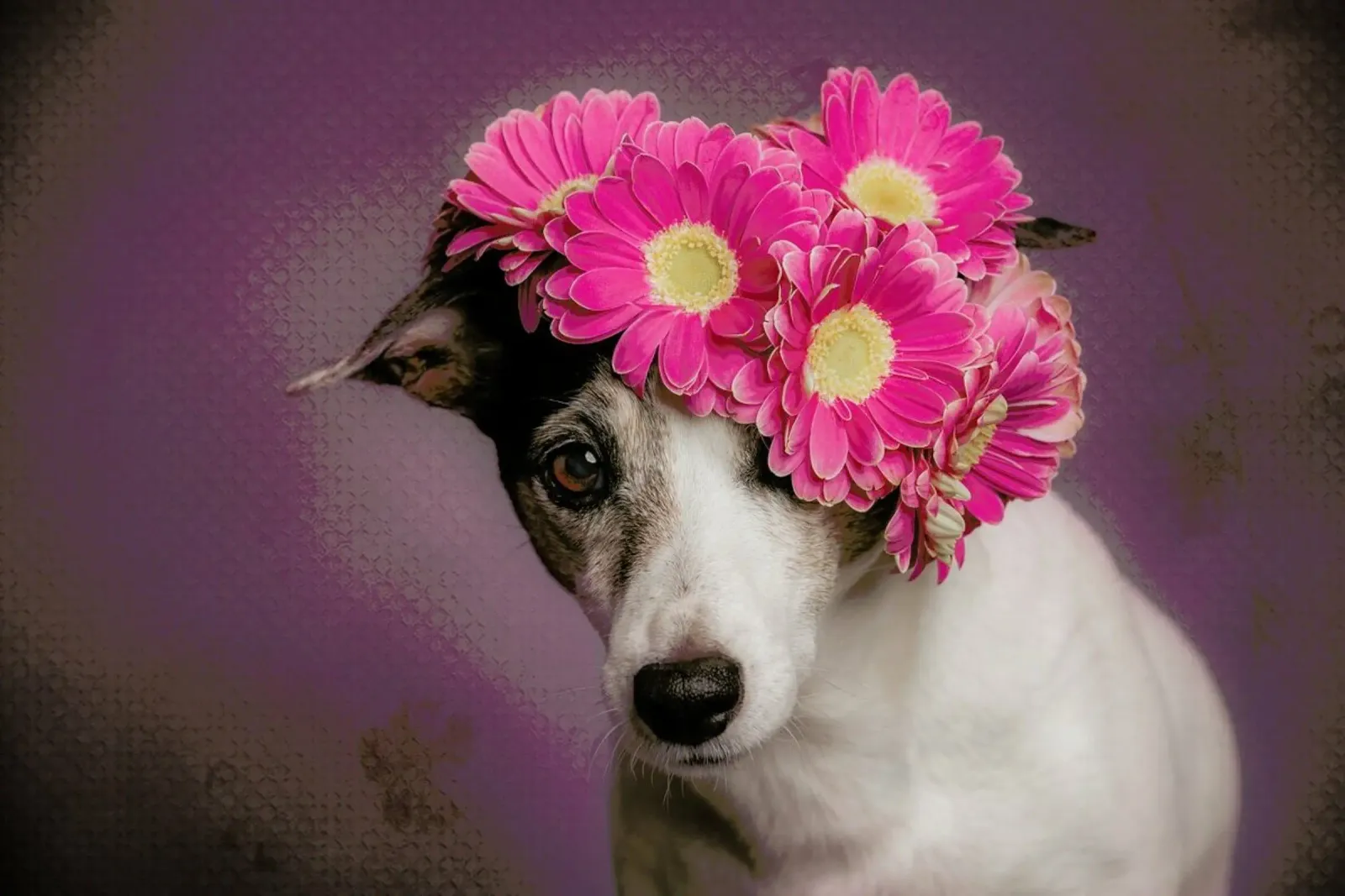 Mrs. Spring - Heike Willers poster da Pictufy