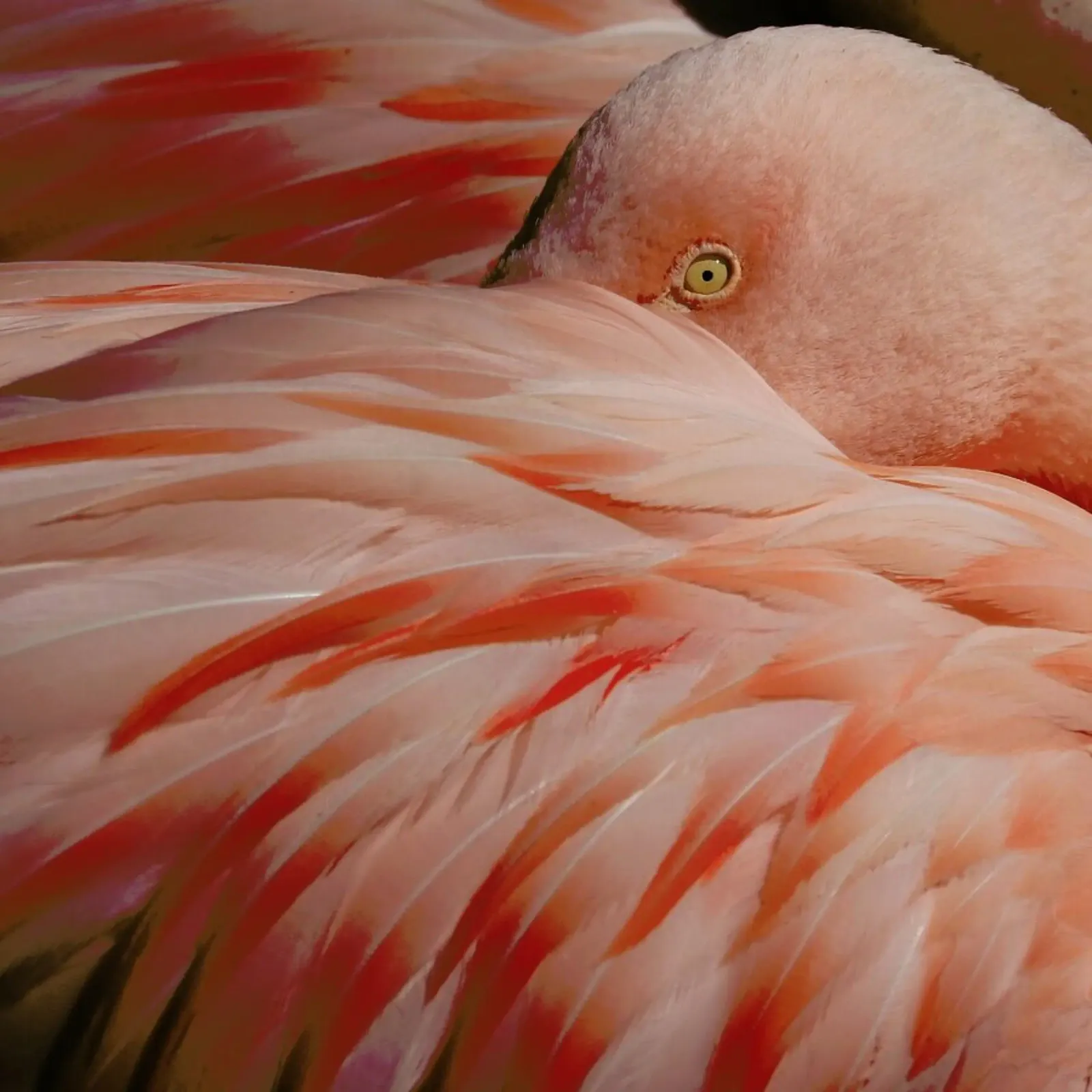 Portrait of a Pink Flamingo - Robin Wechsler plexiglass da Pictufy