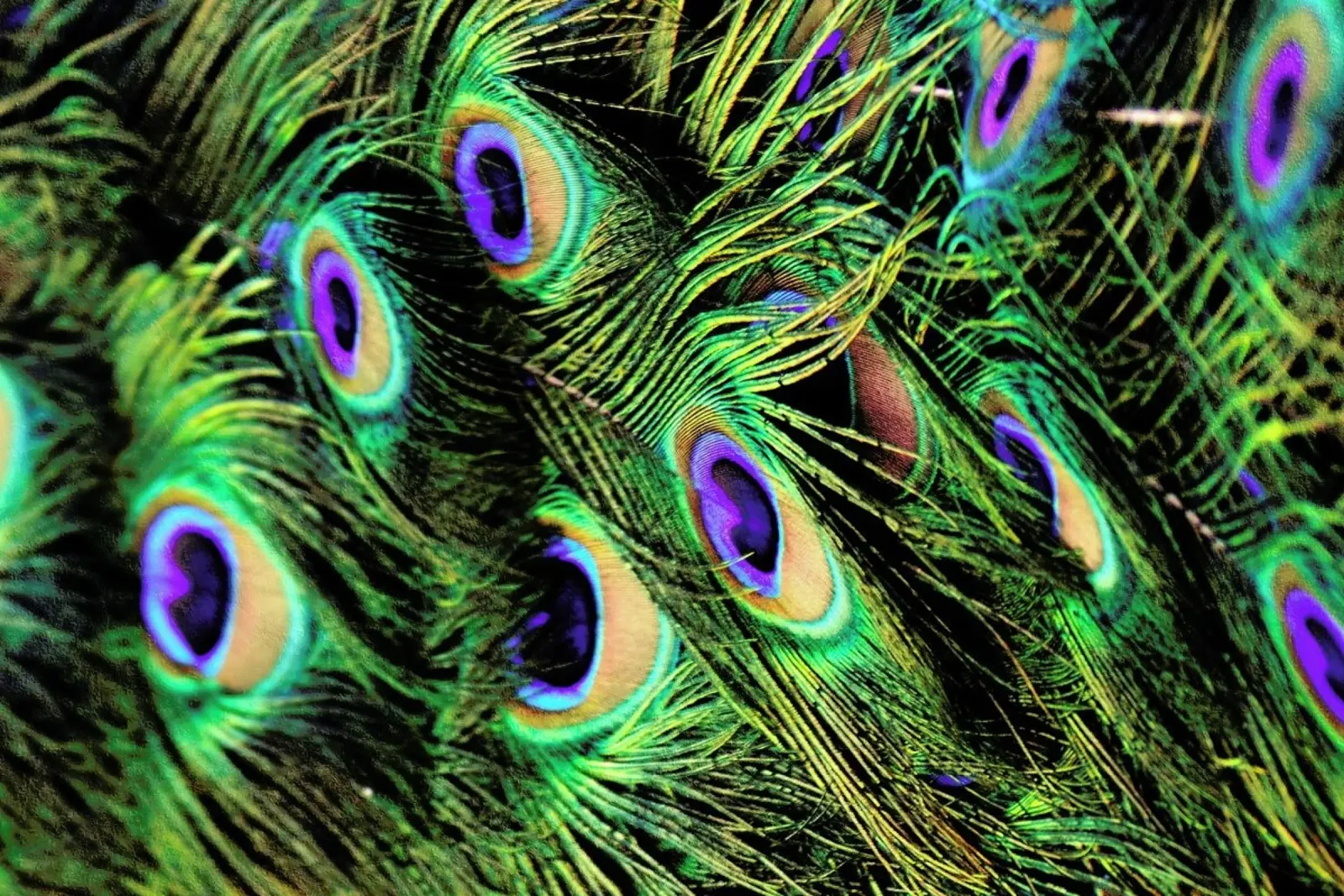 Peacock Plumes alu-dibond by Robin Delean
