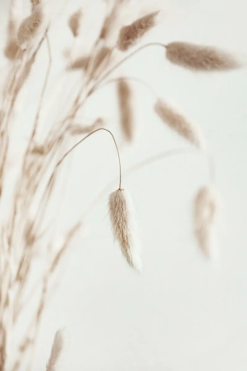 Dried Flowers Lagurus1 - Samtgras poster con telaio in plastica da Monika Strigel