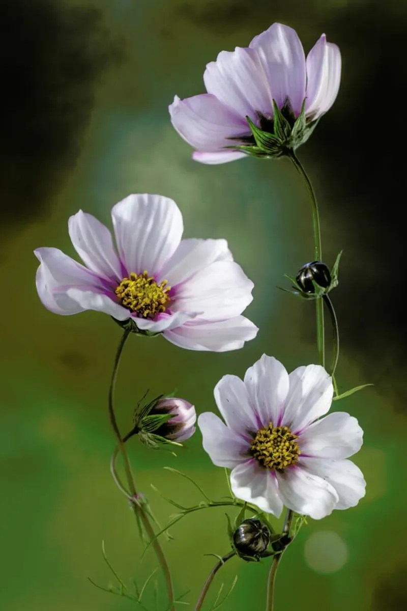 Cosmos - Mandy Disher alluminio dibond da Pictufy