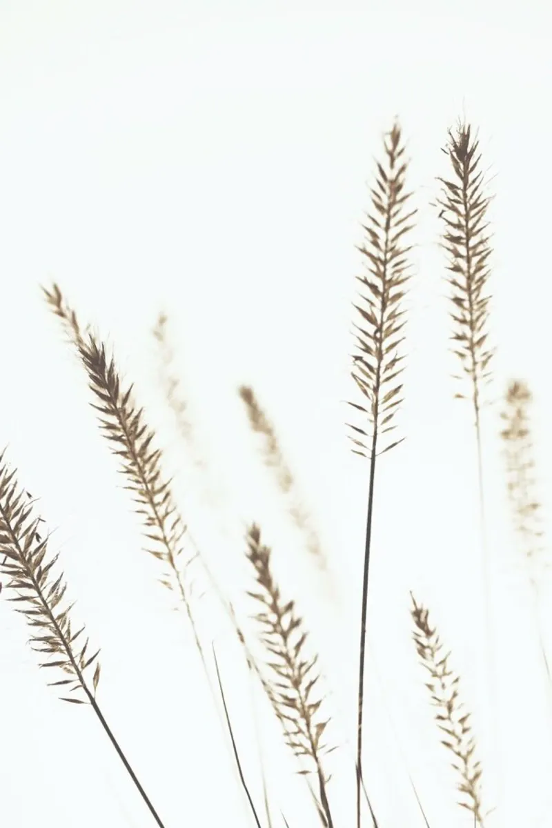 Dried Flowers Pennisetum - Stilleben mit Trockenblumen poster con telaio in legno da Monika Strigel