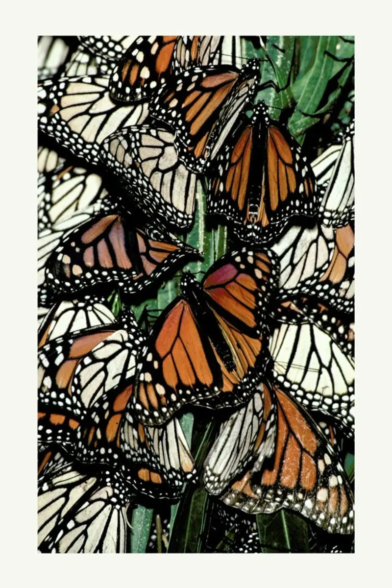 Butterflies plexiglass da Natural Kingdom