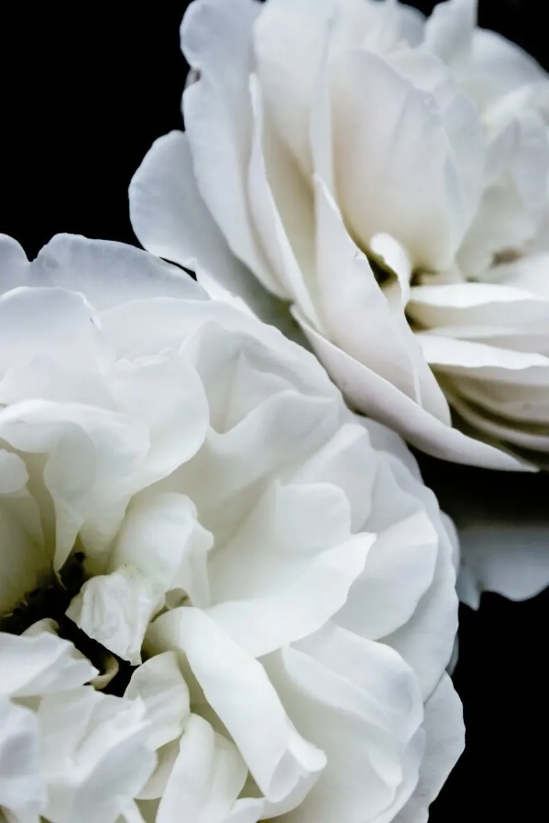 White Roses hahnemühle de Victoria Frost