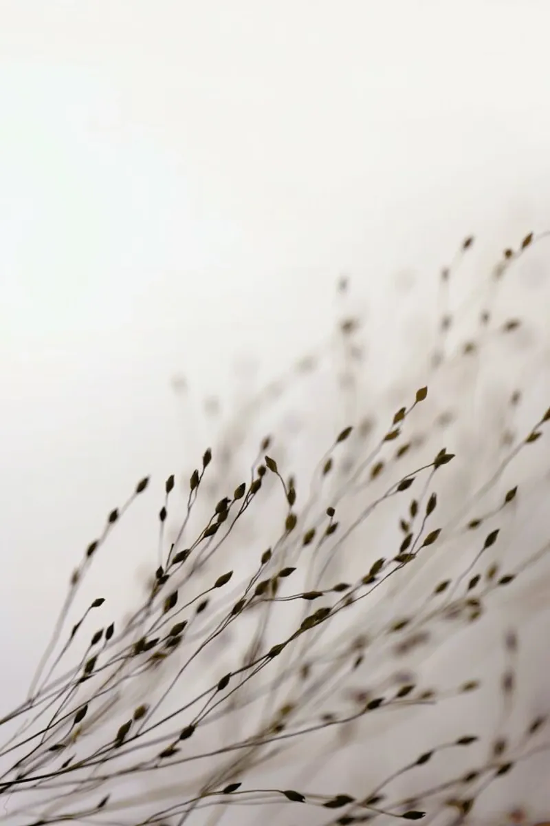 Brown Grass 1 pellicola backlit da Monika Strigel
