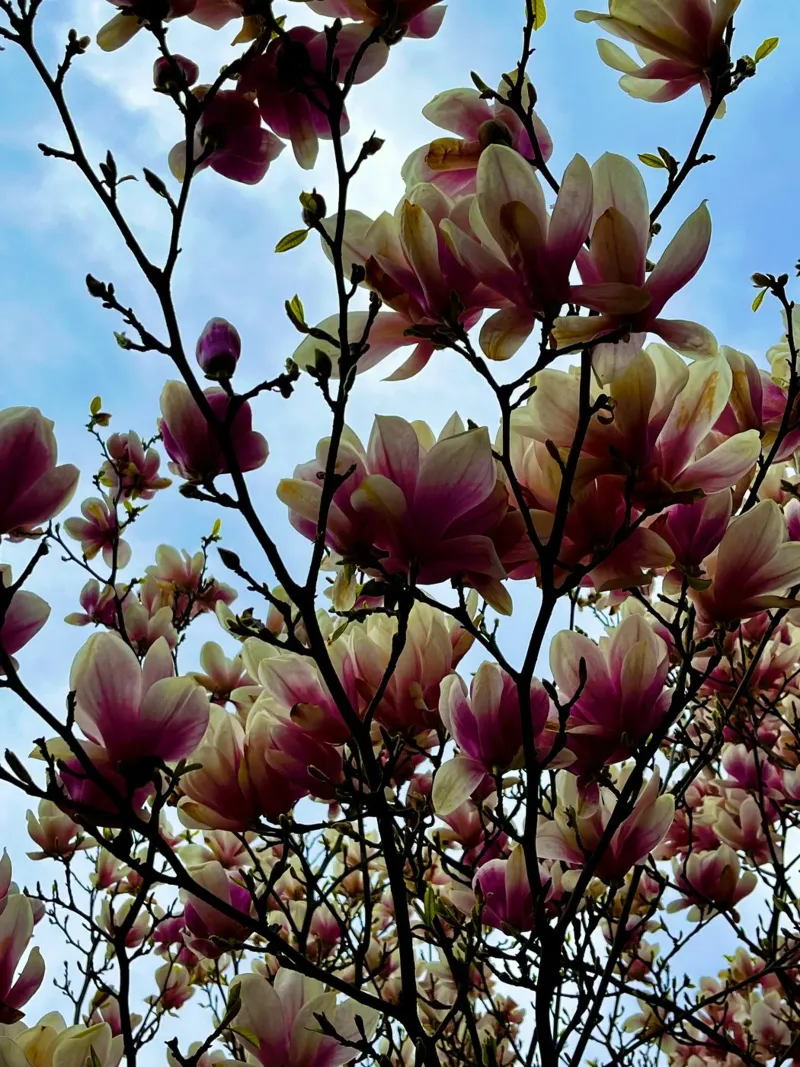 Magnolie carta hahnemühle da Dorothea Baur