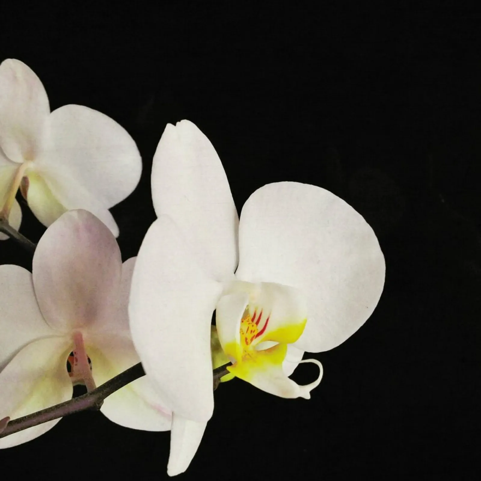 Orchidea bianca e nera pellicola backlit da Cassia Beck Photography