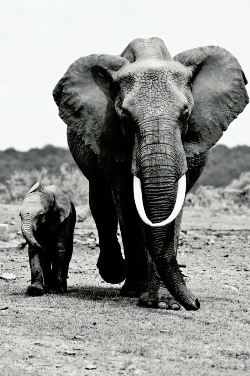 Big and Little pellicola backlit da Natural Kingdom