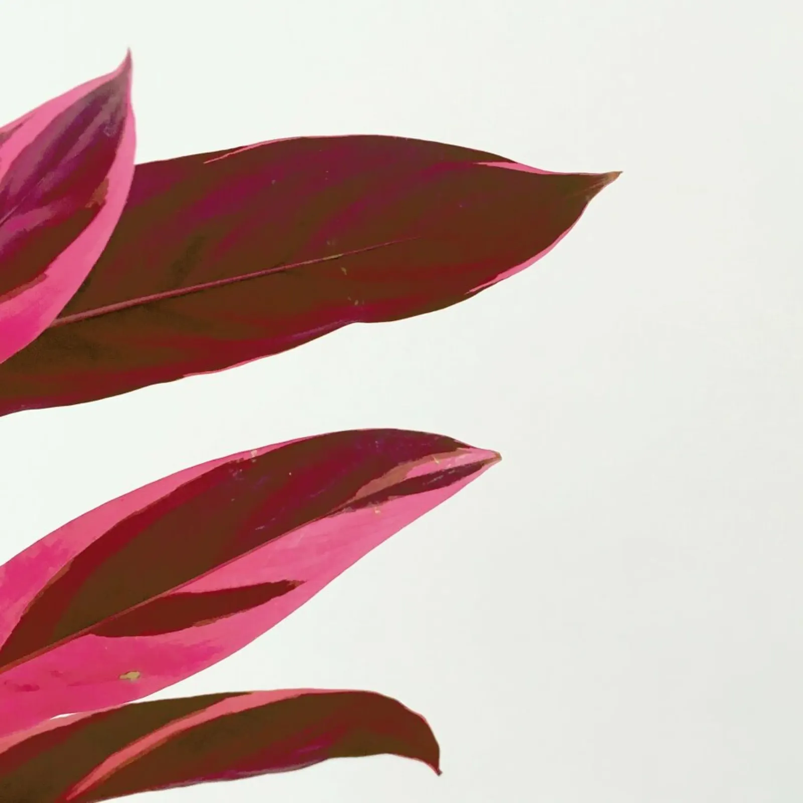 Foglie rosse I pellicola backlit da Cassia Beck Photography