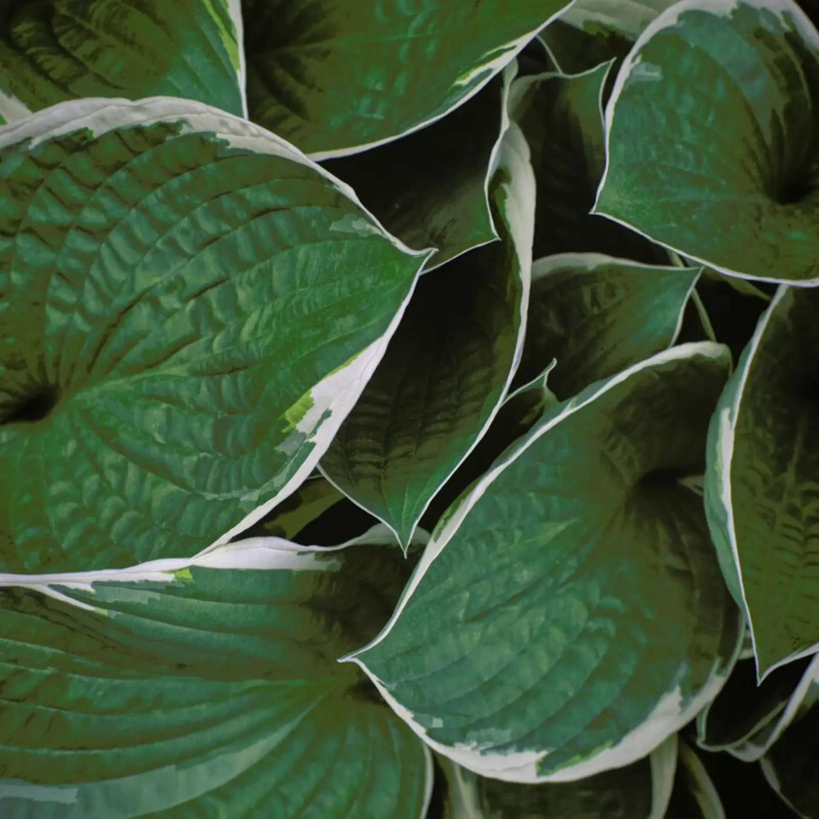 Loving The Leaves 9 metacrilato de Nur Mut