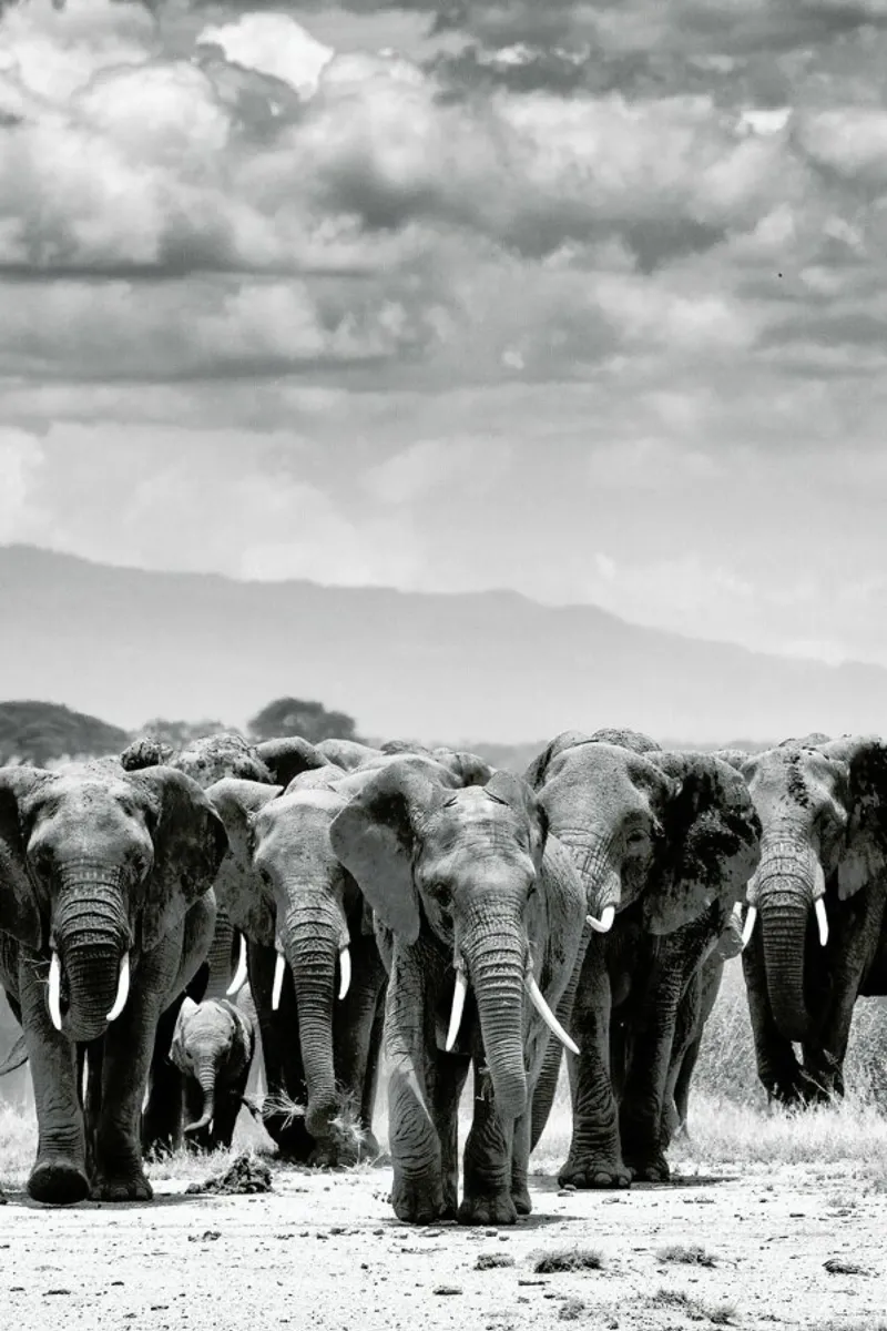 Herd Together pellicola backlit da Natural Kingdom