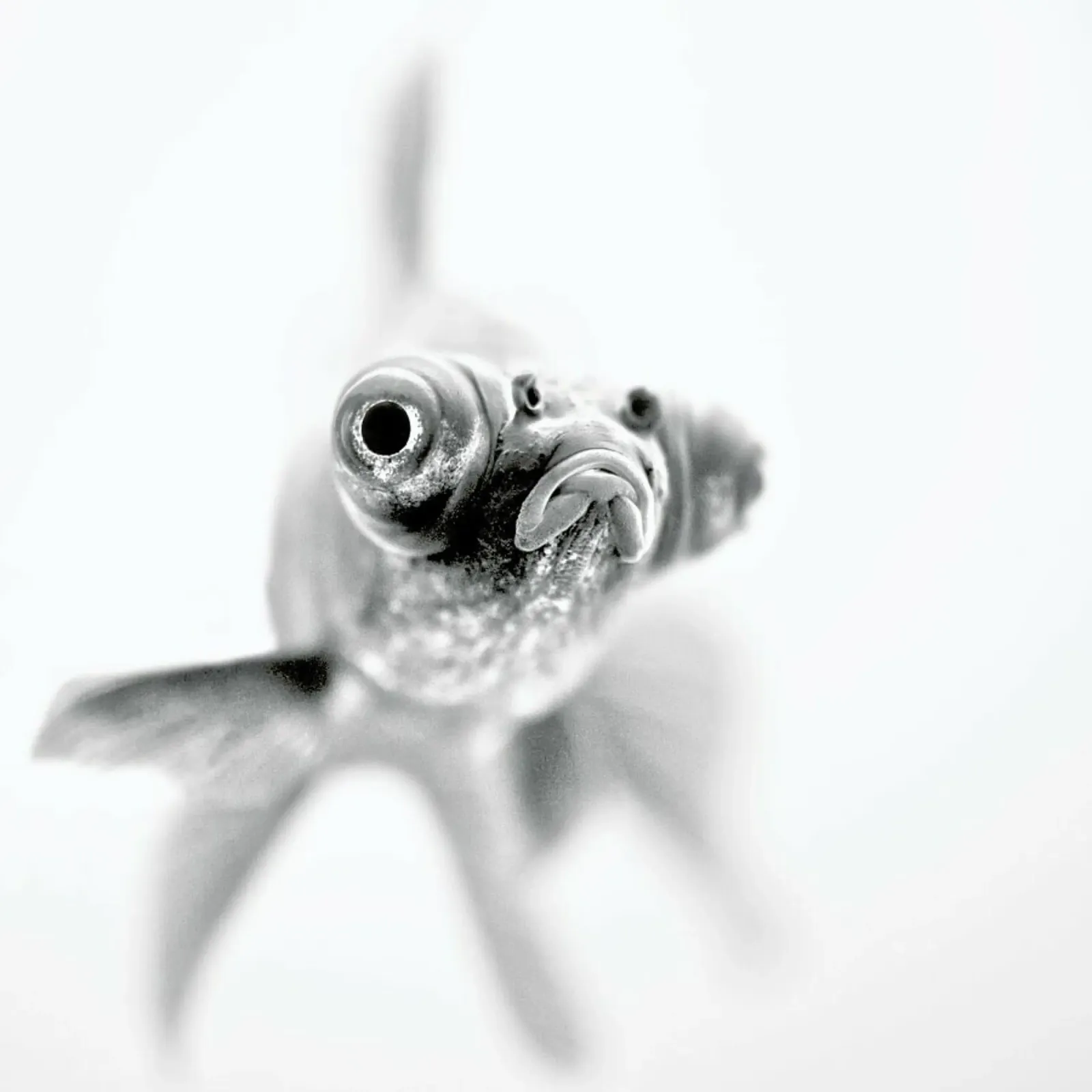 Ready for my Close up… - Paul carta hahnemühle da Pictufy