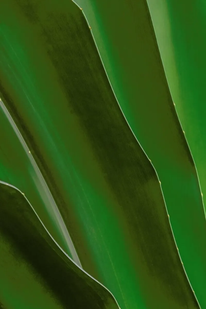 Layered Leaves 3 pellicola backlit da Nur Mut