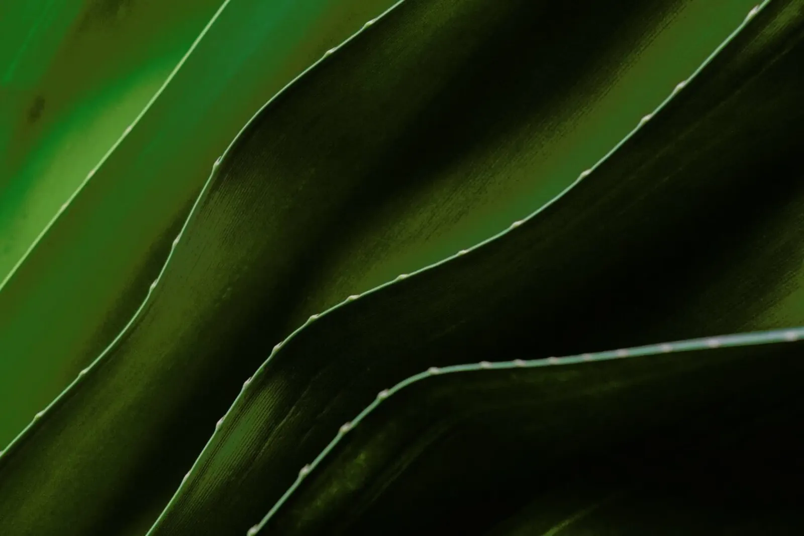 Layered Leaves 2 pellicola backlit da Nur Mut