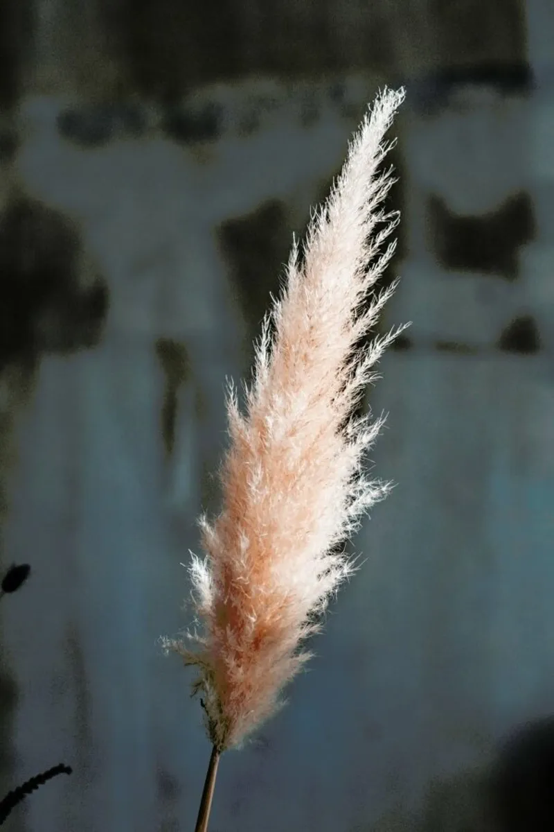 The Fluff pellicola backlit da Sebastian Hilgetag