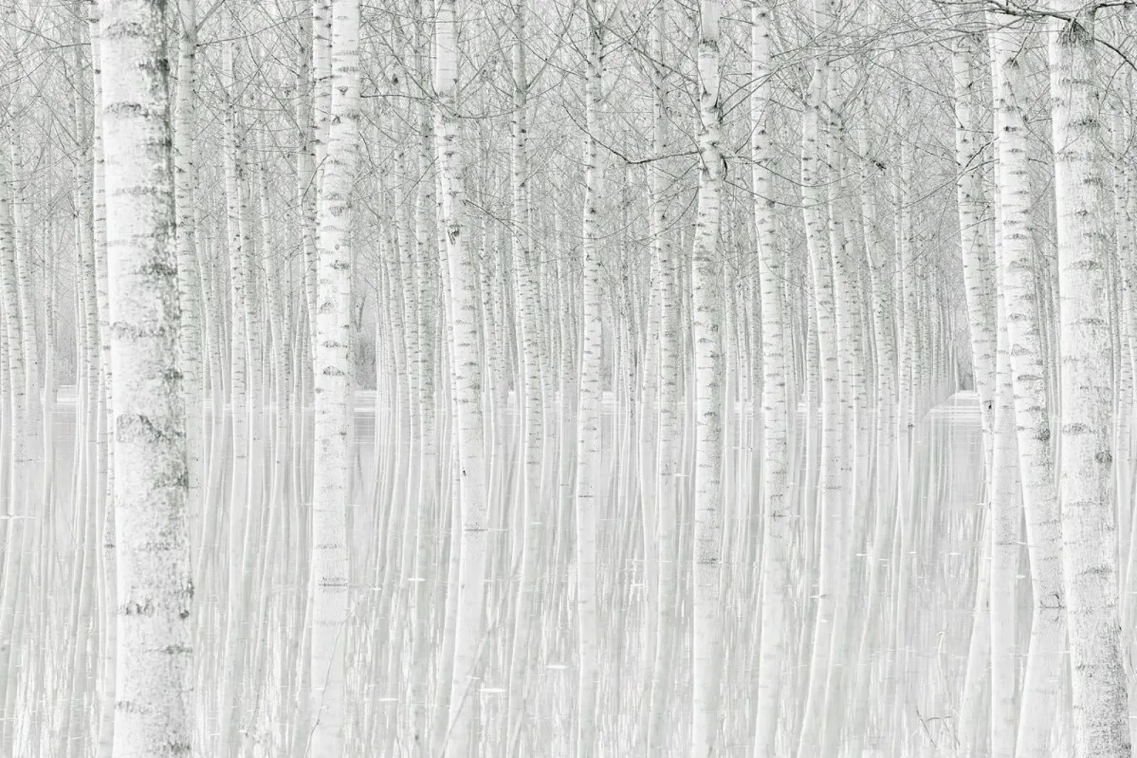 Trees - Aglioni Simone alluminio dibond da Pictufy