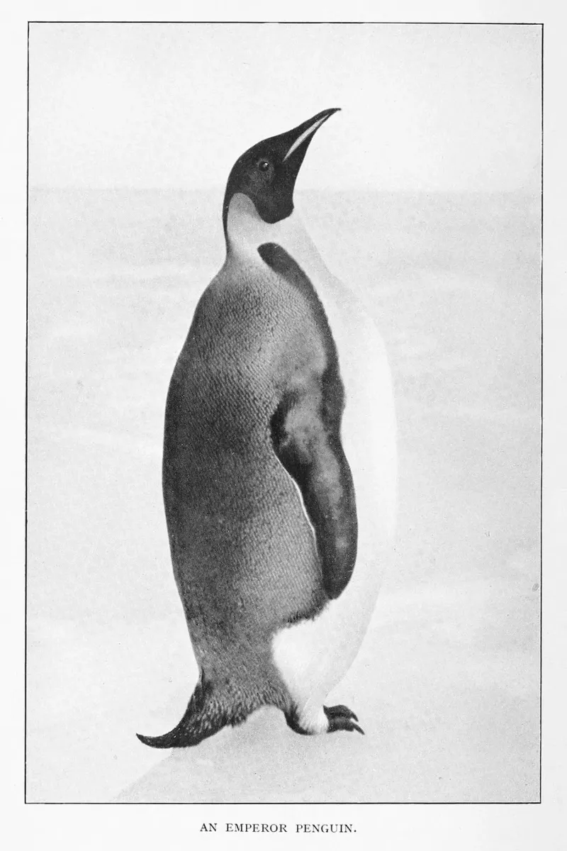 ice cold penguin hahnemühle by vintageshop