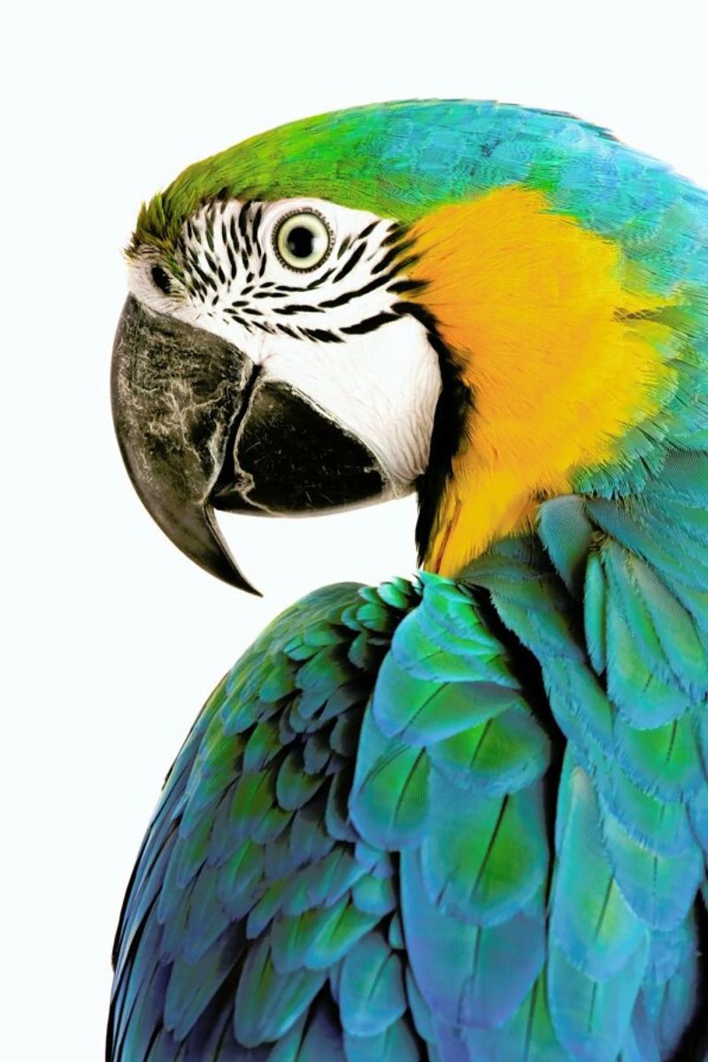 Blues and Oranges poster de Natural Kingdom