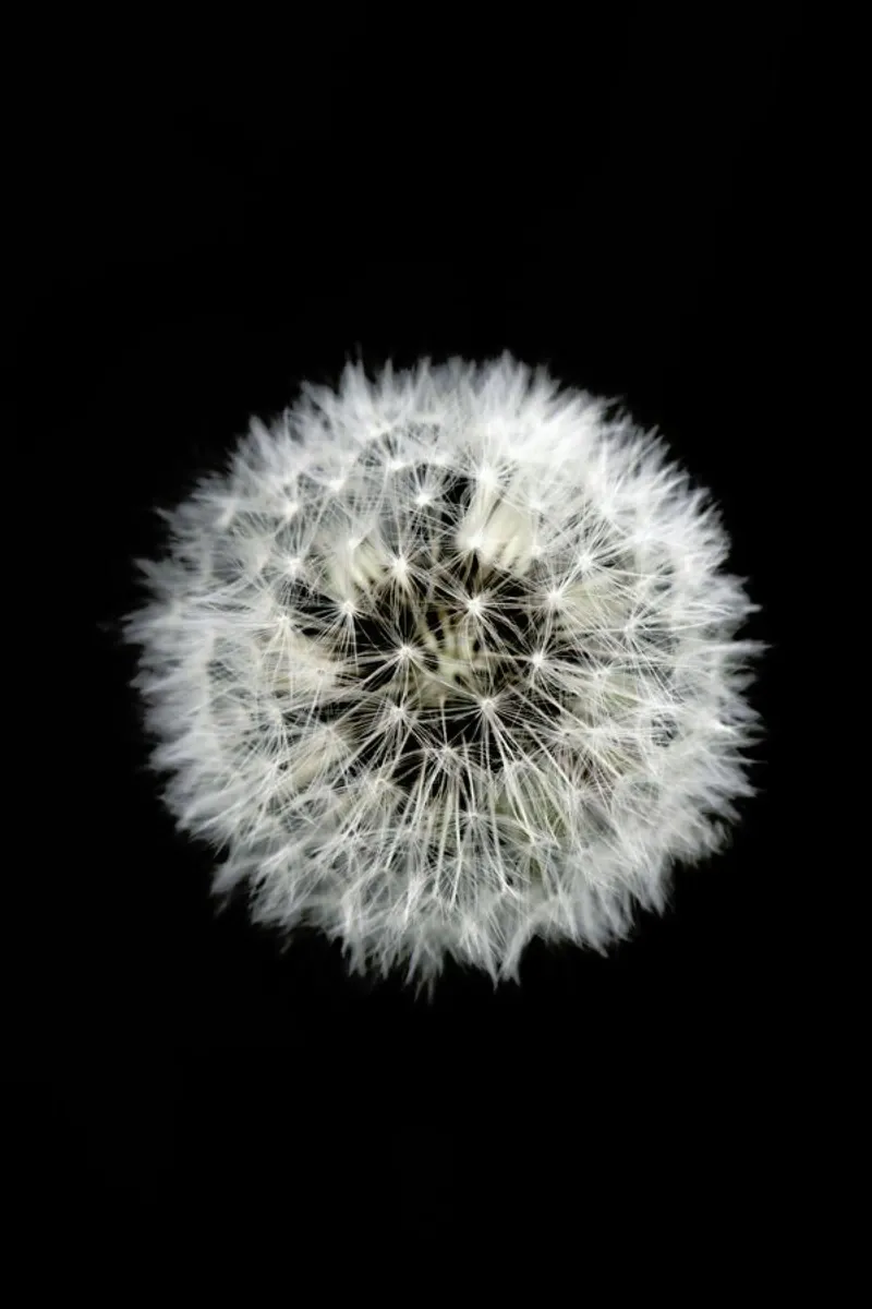 Black and White Dandelion pellicola backlit da Studio Nahili