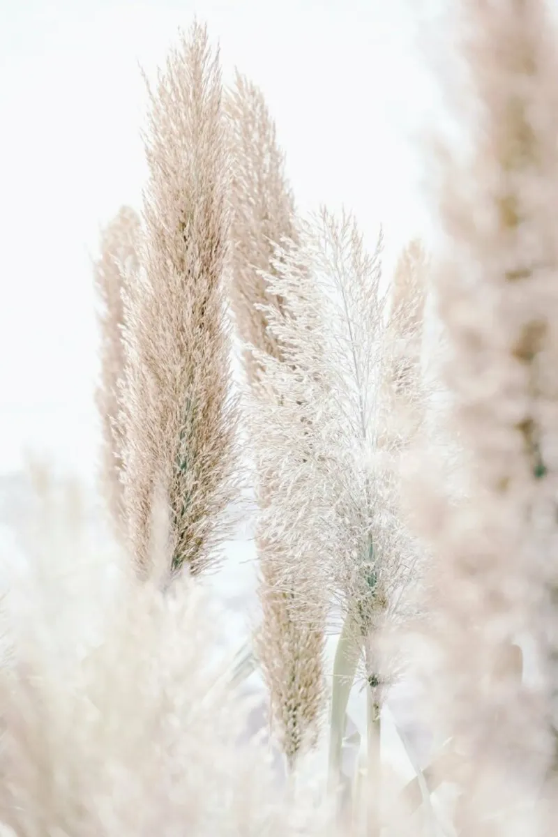 Pampas Reed Madeira 1 poster con telaio in legno da Monika Strigel