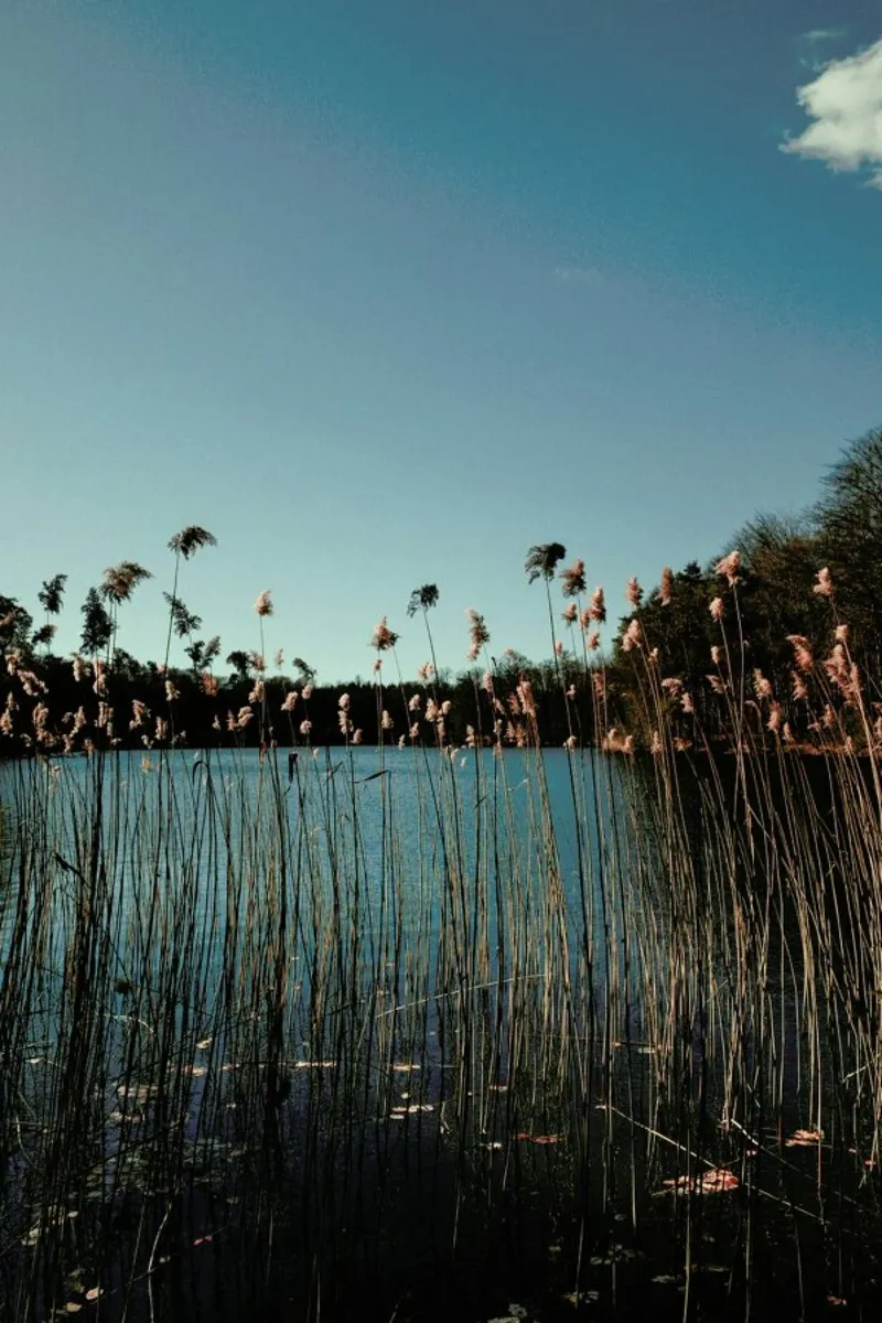 Nature — Grass In A Lake pellicola backlit da Sebastian Hilgetag