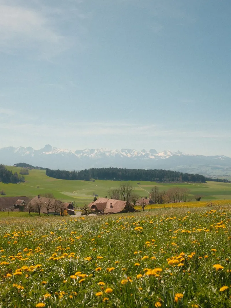 Spring Blossoms and Alpine Dreams pellicola backlit da FujiSwiss