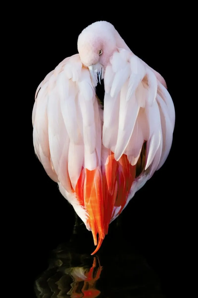 Flamingo in Reflection pellicola backlit da Natural Kingdom