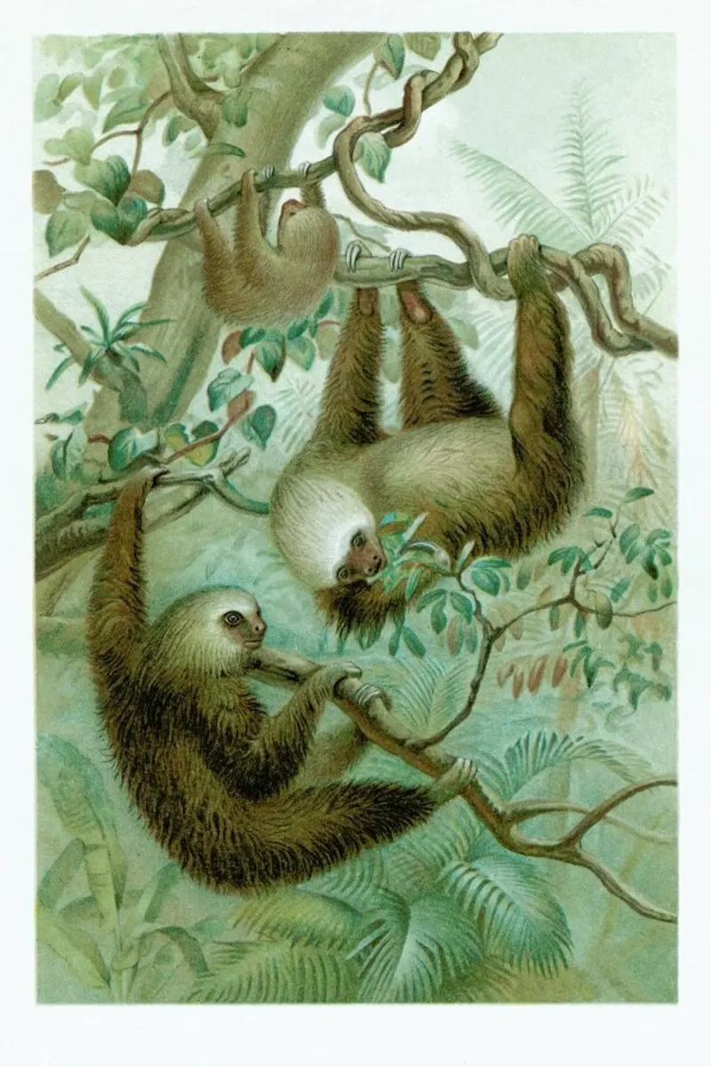 Sloths hahnemühle by Flora & Fauna