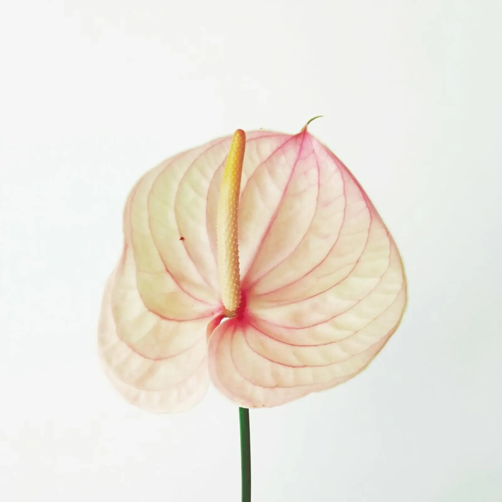 Giglio di Calla II pellicola backlit da Cassia Beck Photography
