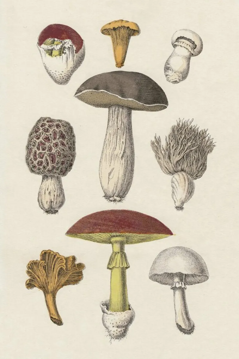 Fungi poster by Flora & Fauna