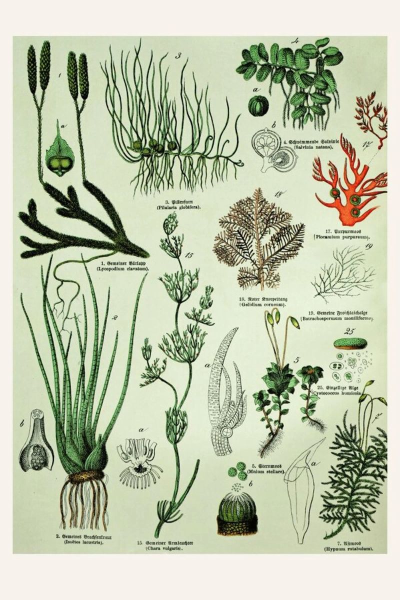 Auf Dem Grünen Zweig poster de Flora & Fauna