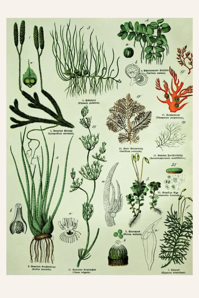 Auf Dem Grünen Zweig carta hahnemühle da Flora & Fauna